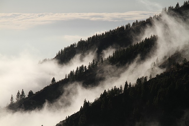 fog-1220491_640