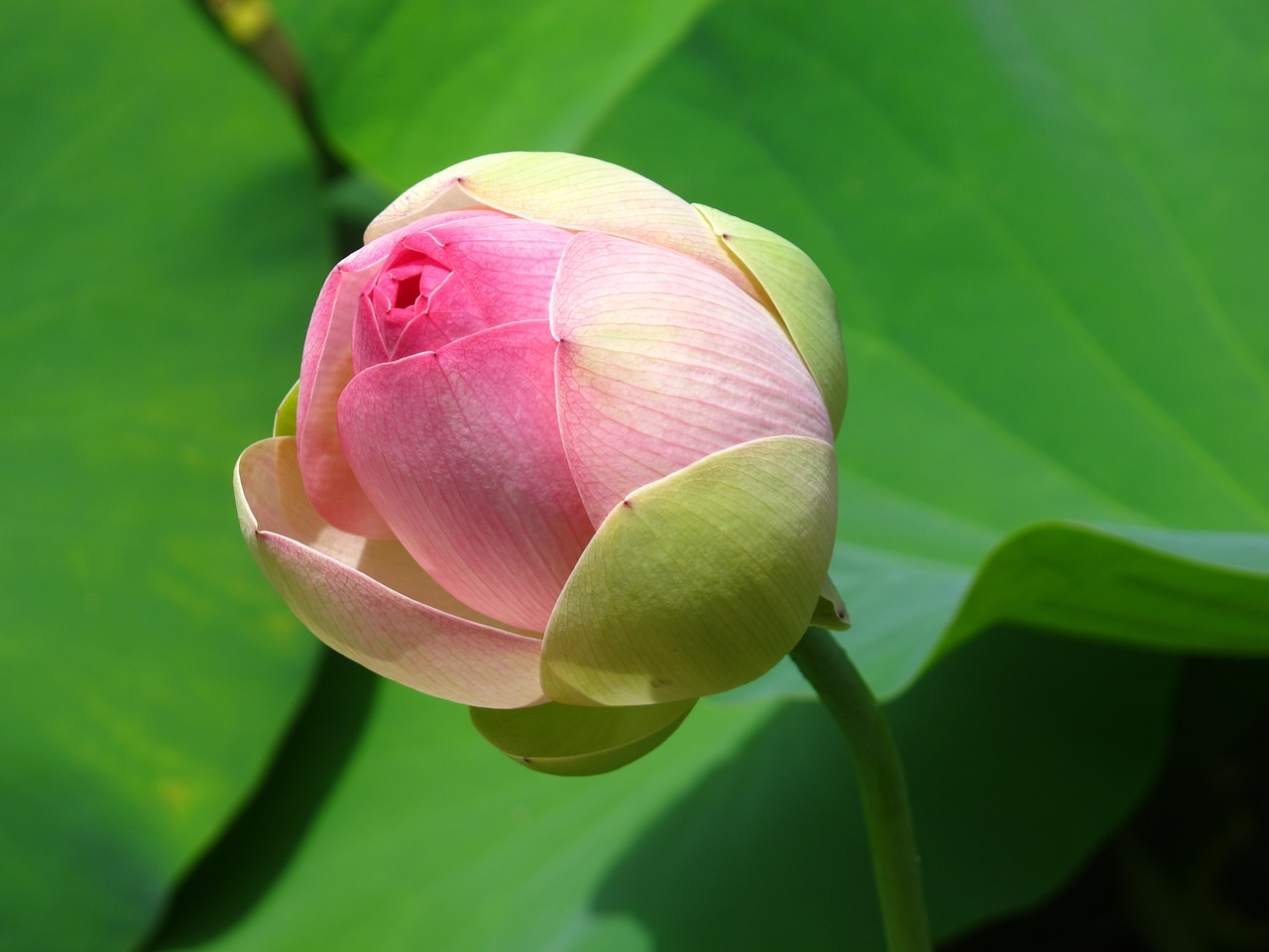 water-lily-1364465_1280